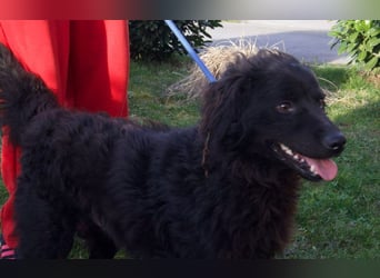 kleiner Kämpfer Ozzy