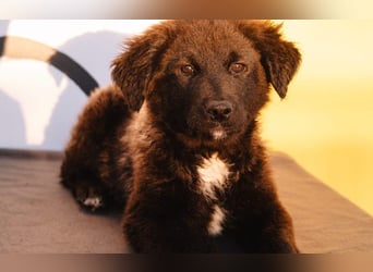 Herzenshündin Cvita