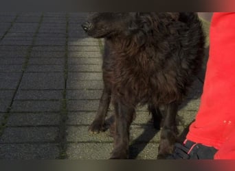 kleiner Kämpfer Ozzy