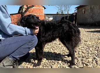 menschenbezogene Sofija