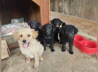 kroatischer Schäferhund Mischling Elextra