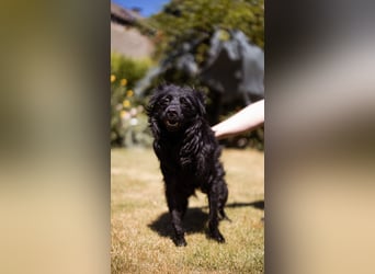 Besonderer Mowgli