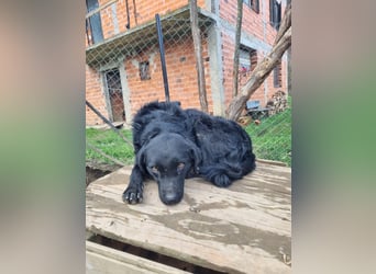 kroatischer Schäferhund Mischling Elextra