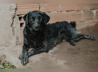 kroatischer Schäferhund Mischling Elextra