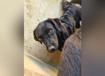 kroatischer Schäferhund Mischling Elextra