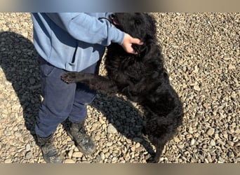 menschenbezogene Sofija