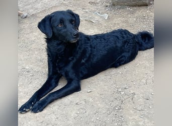 kroatischer Schäferhund Mischling Elextra