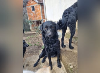 kroatischer Schäferhund Mischling Elextra