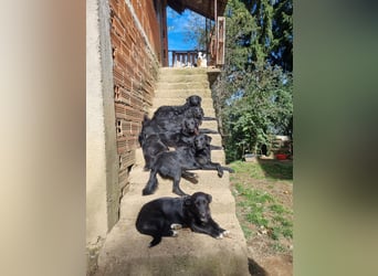 kroatischer Schäferhund Mischling Elextra