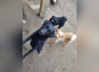 kroatischer Schäferhund Mischling Elextra