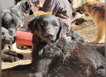 kroatischer Schäferhund Mischling Elextra