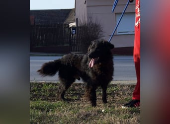 kleiner Kämpfer Ozzy