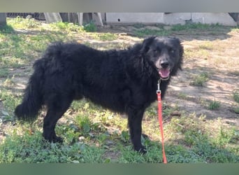 menschenbezogener Tobby