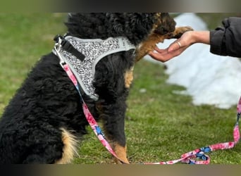 wunderschöne Bessie