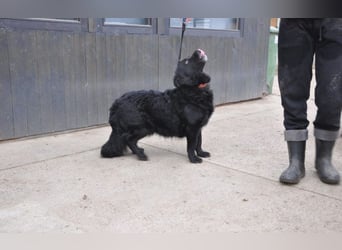 menschenbezogener Otto