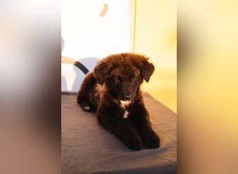 Herzenshündin Cvita