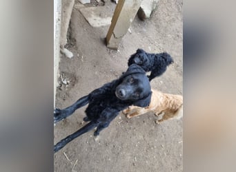 kroatischer Schäferhund Mischling Elextra