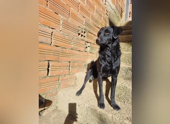 kroatischer Schäferhund Mischling Elextra