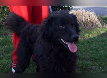 kleiner Kämpfer Ozzy