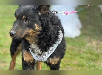 wunderschöne Bessie