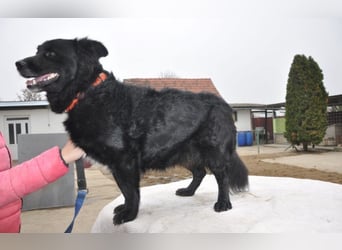 menschenbezogener Otto