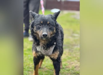 wunderschöne Bessie