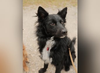 Traumhund Joško wartet in 58135 Hagen