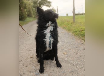 Traumhund Joško wartet in 58135 Hagen