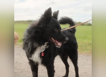 Traumhund Joško wartet in 58135 Hagen