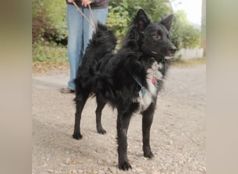 Traumhund Joško wartet in 58135 Hagen