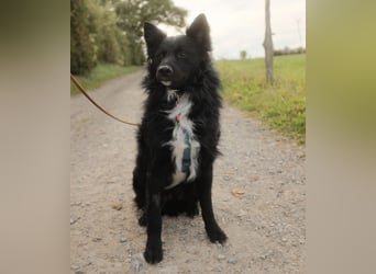 Traumhund Joško wartet in 58135 Hagen