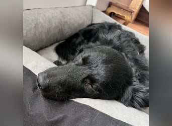Traumhund Joško wartet in 58135 Hagen