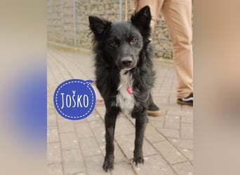 Traumhund Joško wartet in 58135 Hagen