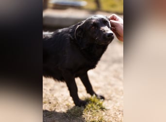 Klara ❤️ frohe, temperamentvolle Kroat. Schäfi-Mix Hündin!