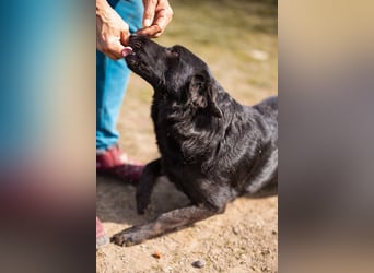 Klara ❤️ frohe, temperamentvolle Kroat. Schäfi-Mix Hündin!