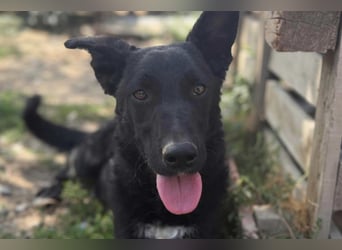 MIMA❤️soziales, kuscheliges und verspieltes Kroat.Schäfi-Mix-Mädchen sucht ihre Familie