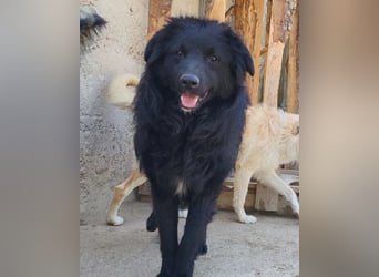 GORDI❤️liebes, verschmustes kroat. Schäferhund-Mix-Mädel