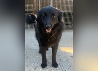 Duke ❤️ aktiver, verschmuster Kroat. Schäferhund-Mix-Rüde!