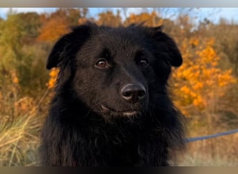 LENZI❤️sanfter Herzenshund wartet schon in 22559 Hamburg auf seine Für-Immer-Familie!