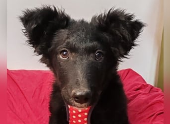 Bailey ❤️ verschmuste, liebe Kroat. Schäfi-Mix Fellnase