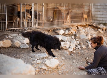 GORDI❤️liebes, verschmustes kroat. Schäferhund-Mix-Mädel