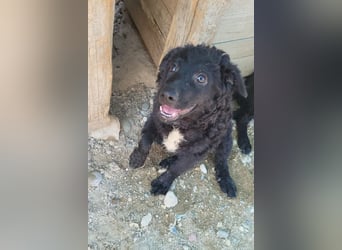 Herzchen Enya ❤️ aktives & aufgeschlossenes Welpenmädchen!