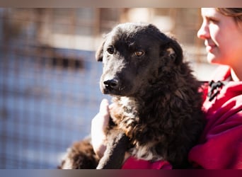 Flynn ❤️ offener, verspielter Kroat. Schäfi-Mix Rüde
