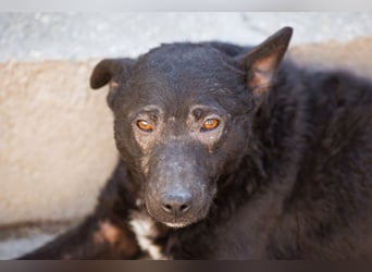 Archie ❤️ so froher, aktiver Kroat. Schäfi-Mix Bub