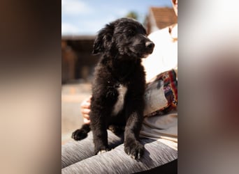 Levi ❤️ neugieriger, so lieber Welpenbub
