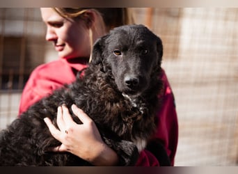 Flynn ❤️ offener, verspielter Kroat. Schäfi-Mix Rüde