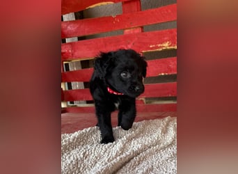 Leon ❤️ so lieber, verschmuster Welpenbub