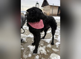 Ayla ❤️ liebe, sensible junge Hundedame