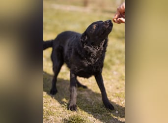 Kim ❤️ so sanfte, liebevolle Hundedame!