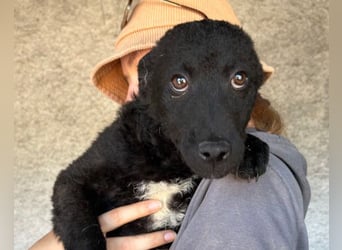 Felix ❤️ froher, süßer, aktiver Mix-Bub!